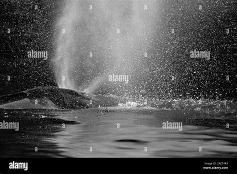 Spouting humpback whale Black and White Stock Photos & Images - Alamy