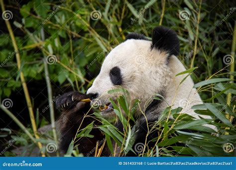 Eating panda bear stock photo. Image of bears, mammals - 261433168