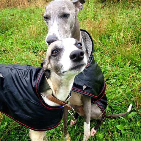 Our 3 Favourite Coats for Whippets