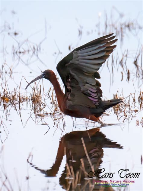 Canadian Nature Visions | Glossy Ibis