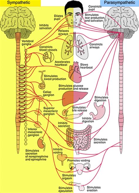 Dysautonomia symptoms, causes, types, life expectancy and treatment