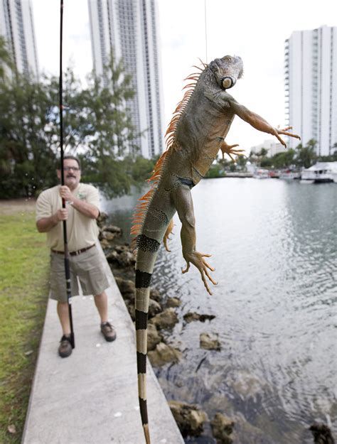 Pesky green iguanas spread like squirrels in South Florida - Orlando Sentinel