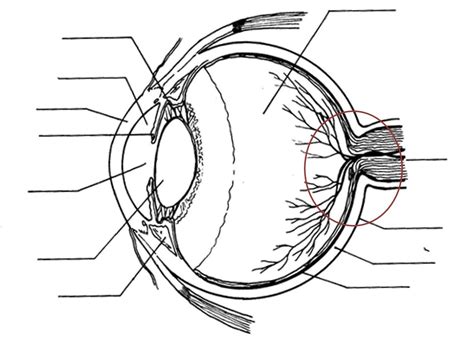 LSHS Anatomy Jackson Eye Diagram for Quiz Diagram | Quizlet