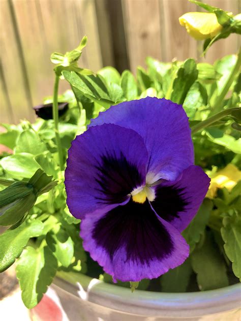 Purple pansy #pansies | Purple pansy, Pansies, Plants