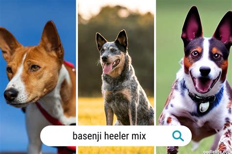 Basenji Heeler Mix (Breed Guide) + Photos - Oodle Life