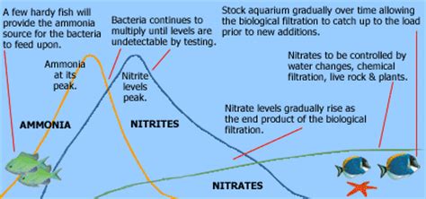 Nitrogen Cycle Overview – Aquatic Creations Group