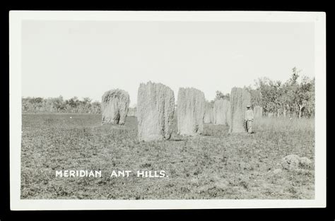 Meridian ant hills, Northern Territory, circa 1925 - Douglas Stewart Fine Books