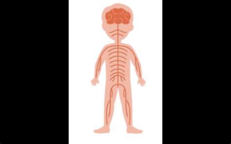 A Bundle of Nerves Labeling Diagram | Quizlet