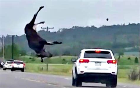 Moose, SUV Both Leave Scene Of Dramatic Collision In Colorado | Gephardt Daily