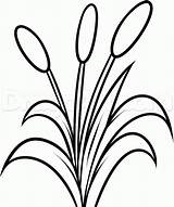 Cattails Plant Coloring Pages Sketch Page sketch template