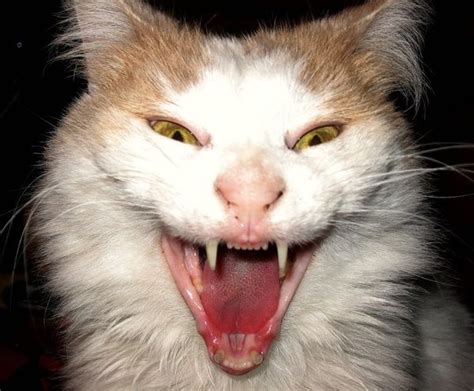 40 Scary and Funny Cat Pictures