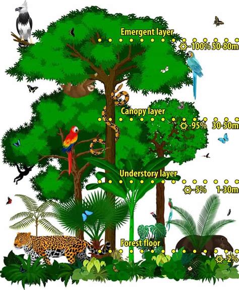 The 4 Layers of the Rainforest (With Diagrams) - Wildlife Informer