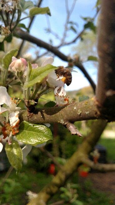 Fuji apple tree getting pollinated from one of our bees. | Apple tree, Pollination, Fuji apple