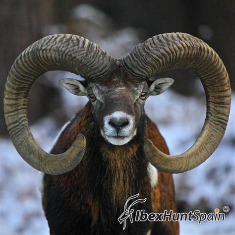 Iberian Mouflon Sheep Hunt in Spain