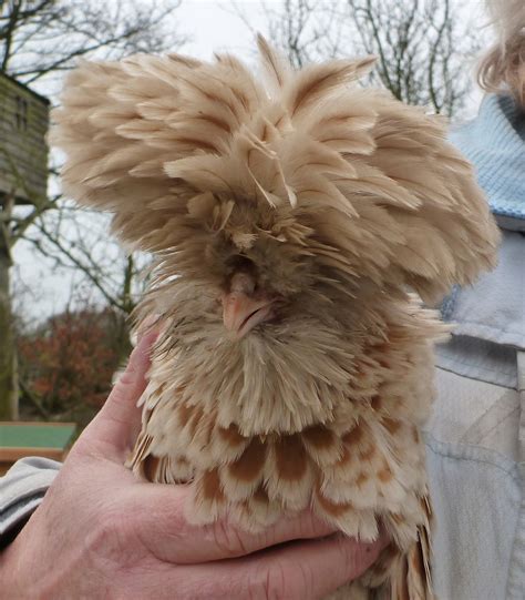 Frizzle For Sale | Chickens | Breed Information | Omlet