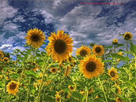 🔥 Download For Android Sunflower Fields HD Wallpaper by @williamn24 | HD Sunflower Wallpapers ...