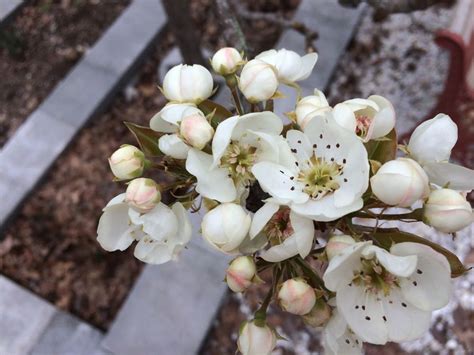 Blooming Semi-Dwarf Pear Tree — Gardening Charlotte