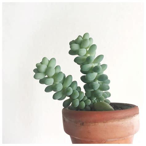 Do Succulents Need Sunlight? And, How Much? | Succulent City