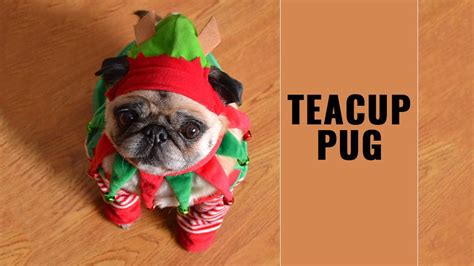 Teacup Pug - 9 Interesting And Unknown Facts About The Tiny Dog - Petmoo