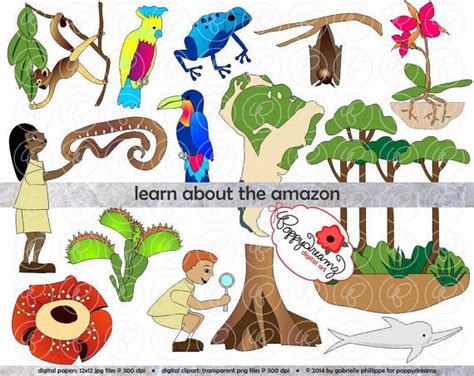 Learning About the Amazon Rainforest: Clip Art Pack 300 Dpi - Etsy ...