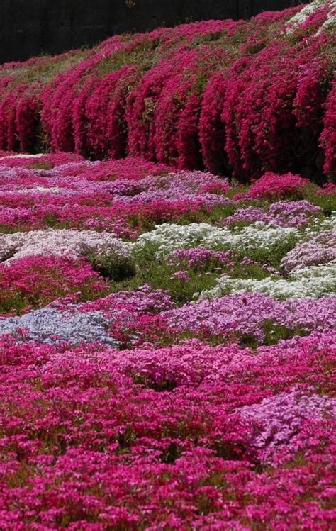 Moss phlox, Nagano, Japan. Great ground cover/trailing plant for rock walls etc. | Phlox flowers ...