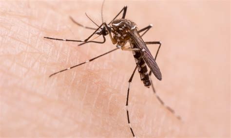 Male vs Female Mosquito: The Key Differences - AZ Animals