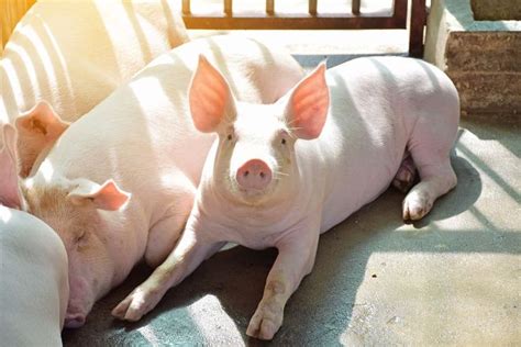 Large White Pig Breed: All You Need to Know About this Bacon Producer | Large white pig, Pig ...