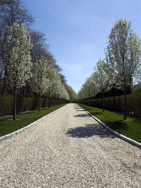 Bradford Pear Tree-Lined Entryway | Driveway landscaping, Driveway ...