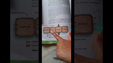 Apoplast and symplast pathway - YouTube