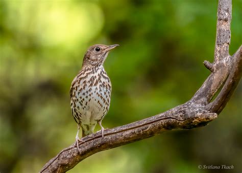 Turdus philomelos / Song thrush / Певчий дрозд / Sangdrossel | Flickr