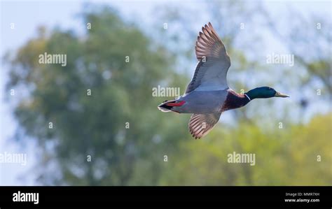 Wild duck flies. Mallard drake Flying Stock Photo - Alamy