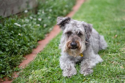 Schnoodle Temperament Problems – What You Need To Know