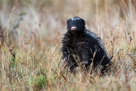 Hog-Nosed Skunk | Sean Crane Photography