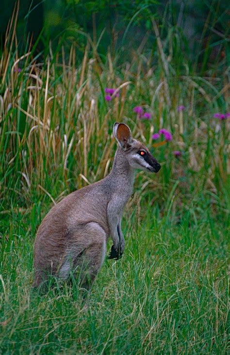 Whiptail Wallaby (Macropus parryi) | Lamington NP, South Que… | Flickr