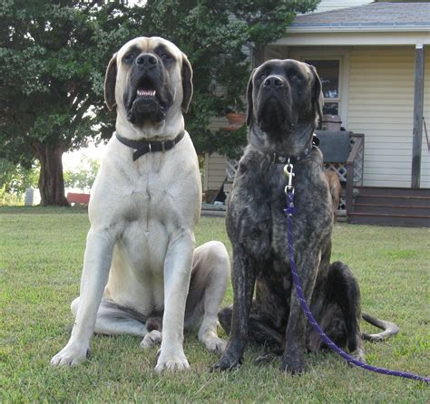 How Big Does A Female English Mastiff Get