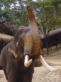 Elephant Tusks - Elephant Facts and Information