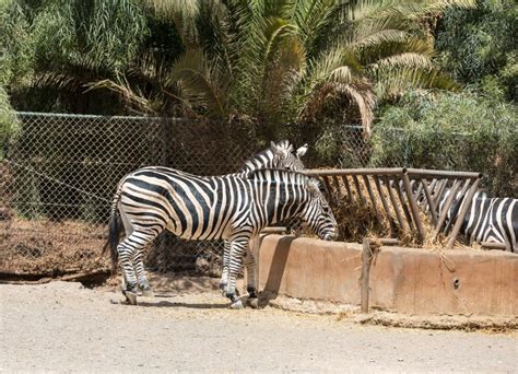 Zebra in a safari park stock photo. Image of animal, black - 76505534