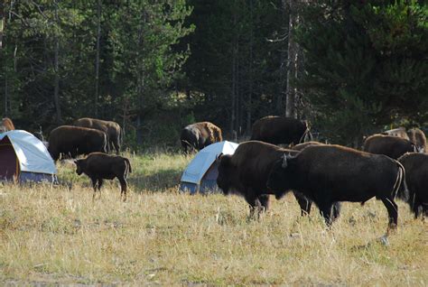 Yellowstone Bison Population Could Be Culled by 900 This Winter ...