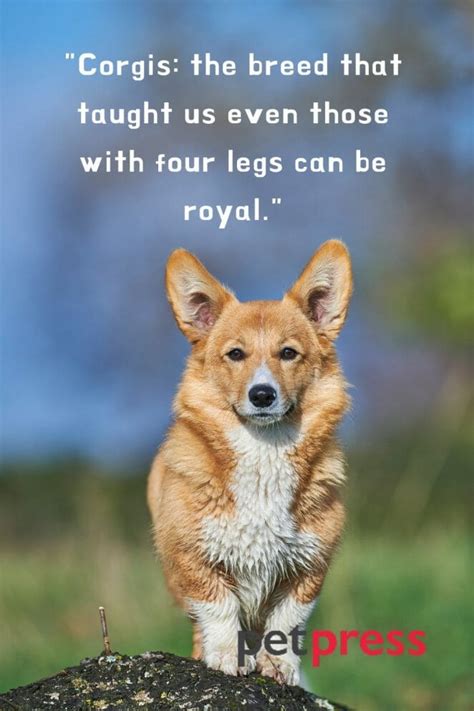 50+ Witty Corgi Dog Quotes That Motivate Us to Be Brave