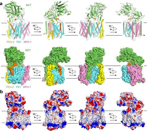 Overall structure of the complex of human γ-secretase and Notch-100 a,... | Download Scientific ...