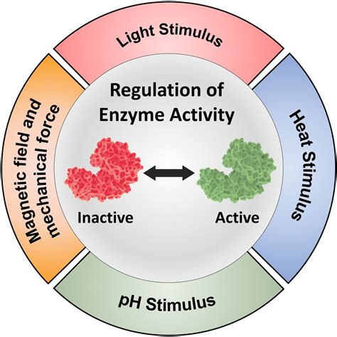 Advanced Strategies of Enzyme Activity Regulation for Biomedical Applications - Chen - 2022 ...