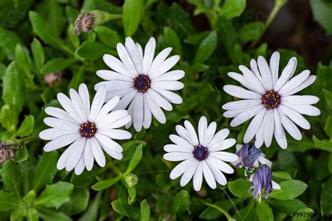 African daisies or Osteospermum or Daisy bushes plant with open - stock ...