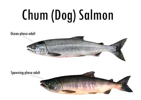 Alaska’s Five Species of Pacific Salmon, Alaska Department of Fish and Game