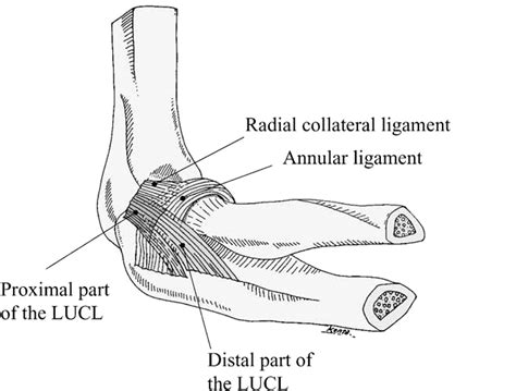 Functional Anatomy of the Lateral Collateral Ligament Complex of the Elbow: Morphology and ...