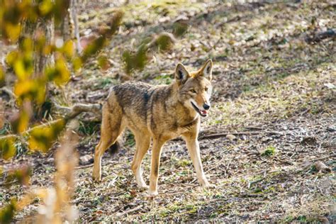 American Red Wolves - Endangered Wolf Center