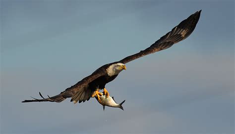 Conowingo Dam eagles