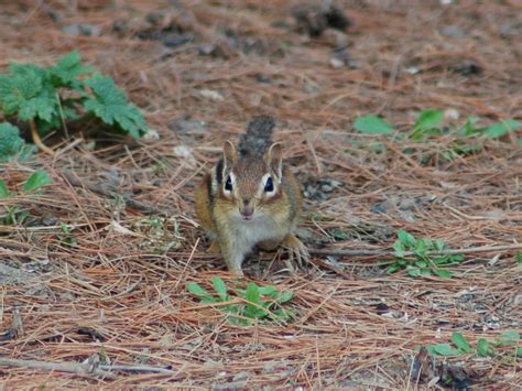 The Online Zoo - Eastern Chipmunk