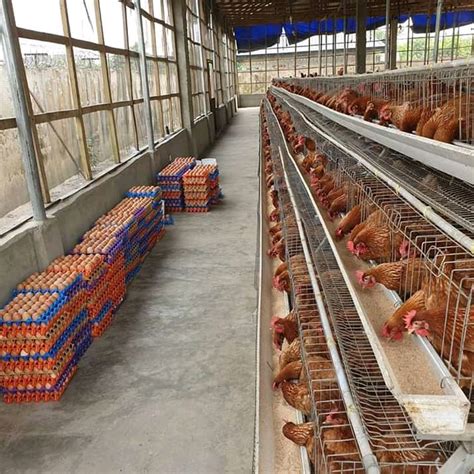 Poultry Layers battery chicken cages in Kenya - Biashara Kenya