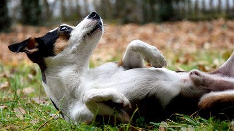 How to Teach a Dog to Play Dead: A Foolproof Method that's Fun, Too