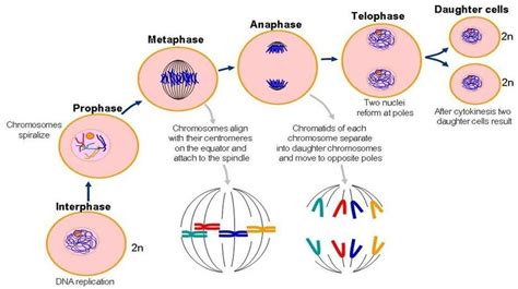 Outstanding Trivia: What Is Interphase Mitosis